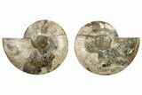 Cut & Polished, Agatized Ammonite Fossil - Madagascar #233767-1
